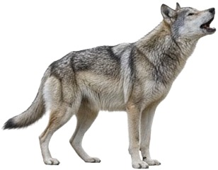 a wolf standing on a white background 1.jpg